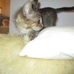 Savannah, F-3C BST female DOB 9-12-17