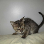 Savannah, F-3C BST female DOB 9-12-17