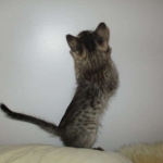 Savannah, F-3C BST female DOB 9-12-17