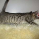 Sisi, Savannah, F-3C BST female DOB 9-12-17