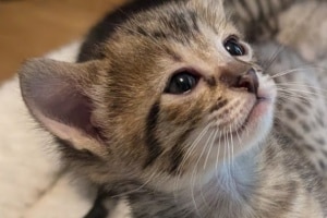Savannah F-3C Brown Spotted female kitten DOB 4-21-26