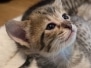 Savannah F-3C Brown Spotted female kitten DOB 4-21-26