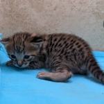 F-3C-Savannah-kitten-b