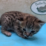 F-3C-Savannah-kitten-c