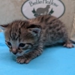 F-3C-Savannah-kitten-e