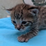 F-3C-Savannah-kitten-f