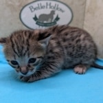 F-3C-Savannah-kitten-g