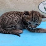 F-3C-Savannah-kitten-h