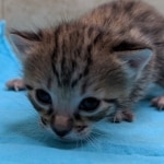 F-3C-Savannah-kitten