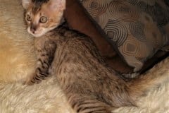 Millie Savannah F-3C Brown Spotted female soft DOB 3-23-20