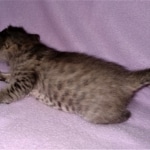 Savannah, F-3C, BST, Female, DOB 3-23-20