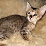 Savannah, F-3C, BST, Female, DOB 3-23-20