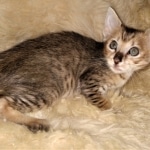 Savannah, F-3C, BST, Female, DOB 3-23-20