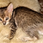 Savannah, F-3C, BST, Female, DOB 3-23-20