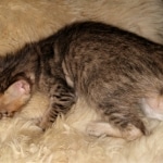 Savannah, F-3C, BST, Female, DOB 3-23-20