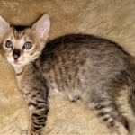 Savannah, F-3C, BST, Female, DOB 3-23-20
