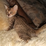 Savannah, F-3C, BST, Female, DOB 3-23-20