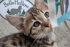 Savannah F-3C Brown Spotted male #1 DOB  5/12/22