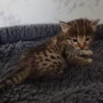 Savannah F-3C Brown Spotted Male