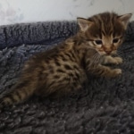 Savannah F-3C Brown Spotted Male