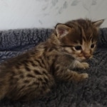 Savannah F-3C Brown Spotted Male