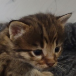 Savannah F-3C Brown Spotted Male