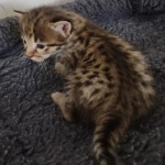 Savannah F-3C Brown Spotted Male