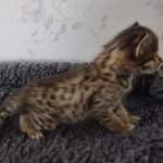 Savannah F-3C Brown Spotted Male