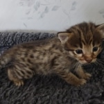 Savannah F-3C Brown Spotted Male