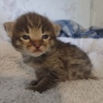 Savannah F-3C Brown Spotted Male