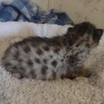 Savannah F-3C Brown Spotted Male