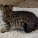 Savannah F-3C Brown Spotted Male