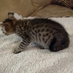 Savannah F-3C Brown Spotted Male