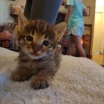 Savannah F-3C Brown Spotted Male