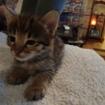 Savannah F-3C Brown Spotted Male