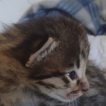 Savannah F-3C Brown Spotted Male