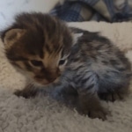 Savannah F-3C Brown Spotted Male