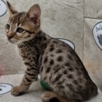 Savannah F-3C Brown Spotted Male