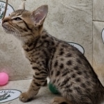 Savannah F-3C Brown Spotted Male