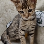 Savannah F-3C Brown Spotted Male