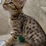 Savannah F-3C Brown Spotted Male