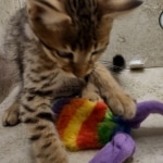 Savannah F-3C Brown Spotted Male