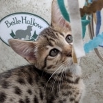 Savannah F-3C Brown Spotted Male