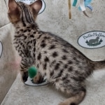 Savannah F-3C Brown Spotted Male