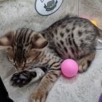 Savannah F-3C Brown Spotted Male