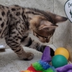 Savannah F-3C Brown Spotted Male