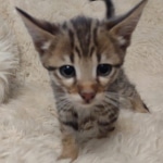 Savannah F-3C Brown Spotted Male