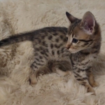 Savannah F-3C Brown Spotted Male