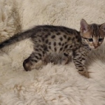 Savannah F-3C Brown Spotted Male