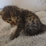 Savannah F-3C Brown Spotted Male